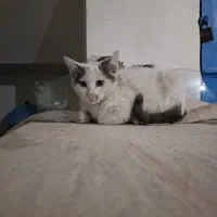 واگذاری گربه DSH|گربه|رشت, شهرک قدس|دیوار