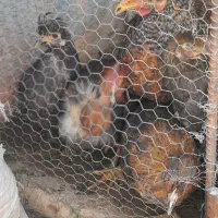 مرغ گلپایگان، کوشین،سلطان گردن لختی|حیوانات مزرعه|قنوات, |دیوار