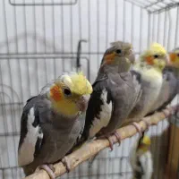 فروش عروس و مرغ عشق
