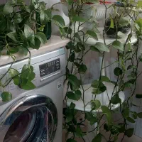 فروش وسایل|حراج|بومهن, |دیوار