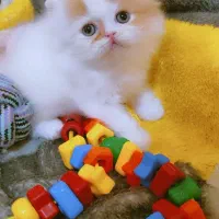 بچه گربه پرشین باکیفیت