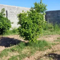 باغچه با برق و درخت نزدیک اصلی بن جعفر