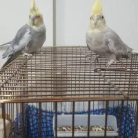 معاوضه دو جفت جفت عروس|پرنده|تهران, گرگان|دیوار