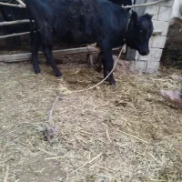 گوساله ماده یک ساله
