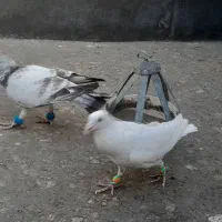 کفتر  نر  پرشی|پرنده|مشهد, فرودگاه|دیوار