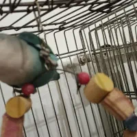 برزیلی و هلندی