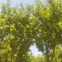 بخاطر جا فروش میرسد