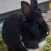 ۳ عدد خرگوش