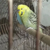 مرغ عشق معاوضه فروشی