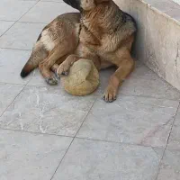 نژاد ژرمن|سگ|گلبهار, شهر جدید گلبهار|دیوار