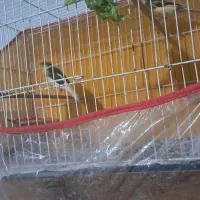 قناری ماده|پرنده|شیروان (خراسان), |دیوار