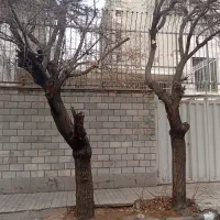 فروش-کلنگی-162-متر-شمالی-با-بنا-محله-دنج