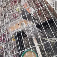 عروس هلندی|پرنده|عجب شیر, |دیوار