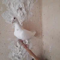 دو عدد کبوتر پلاکی|پرنده|تهران, وحیدیه|دیوار