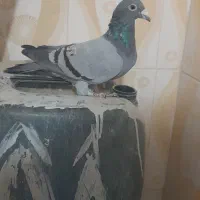 سبز نر نصلی