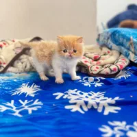 واگذاری گربه اگزوتیک