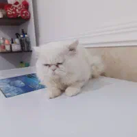 پرشین فلت|گربه|بوشهر, |دیوار