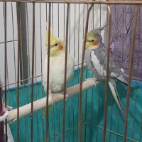 عروس هلندی|پرنده|صحنه, |دیوار