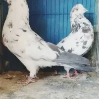 دوتا نره چلچله  کاشان پرواز سنگین لامرد