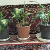 فروش گلهای اپارتمانی|گل و گیاه طبیعی|آذرشهر, |دیوار