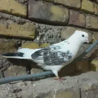 کفتر پرشی