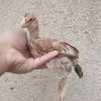 مرغ خروس لاری و جوجه لاری، تخم نطفه دار|حیوانات مزرعه|تربت جام, المهدی|دیوار