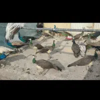 طاووس پرندگان زینتی بلژیکی قو