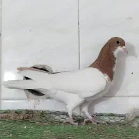 کفتر. شهری چپ زرد