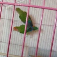 جوجه عروس ۲ماهه هلندی  و یک جفت طوطی برزیلی