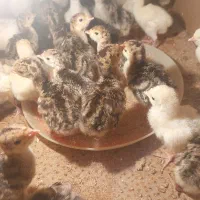 جوجه بوقلمون محلی