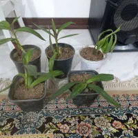 سرگرمی وفراغت