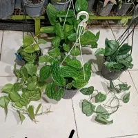 همایش ویژه سانسوریا ویوکا|گردهمایی و همایش|مشهد, حیدرآباد|دیوار