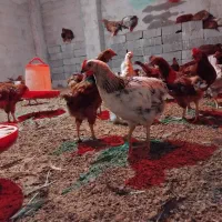 دام و طیور|حیوانات مزرعه|دابودشت, |دیوار