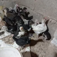 جوجه یا نیمچه مرغ و خروس محلی و گلین.