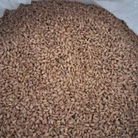 گندم درجه یک