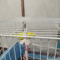 دو تا عروس هلندی خیلی زیبا و دو مرغ عشق زیبا|پرنده|قائن, |دیوار