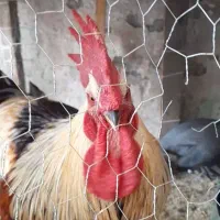 خروس بالغ و سالم