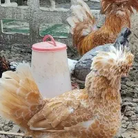 لهستانی پولند اصل|حیوانات مزرعه|رشت, احمد گوراب|دیوار