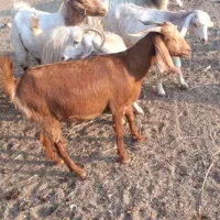 750000|حیوانات مزرعه|عنبرآباد, |دیوار