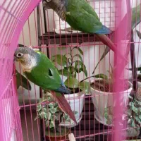 یک جفت طوطی گرنجیک مولد اناناسی