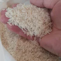 برنج هاشمی کشت دوم درجه یک|خوردنی و آشامیدنی|صوفیان, |دیوار