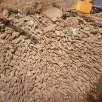 گاو نیه دار بروار