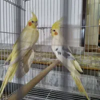 جفت عروس هلندی بالغ