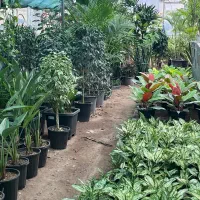 گیاهان آپارتمانی