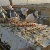 رنگی وتکپر|پرنده|گرگان, |دیوار