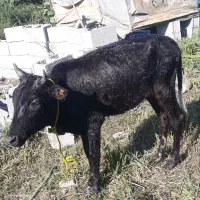 لیشه چالوسی اصیل   گاو ورزا|حیوانات مزرعه|رشت, حومه رشت|دیوار