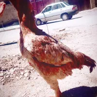 مرغ لاری اصل