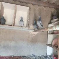 فروش کفتر|پرنده|آذرشهر, |دیوار