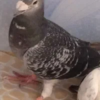 نر جوقی مگس