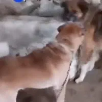 سگ گمشده|سگ|کوهنانی, |دیوار